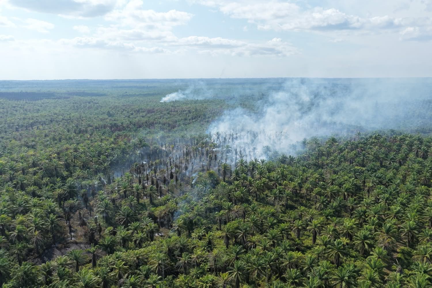 Kebakaran hutan dan lahan (karhutla) di area perkebunan sawit di Teluk Bintuni, Papua Barat, 3 September 2026 ©Panah Papua